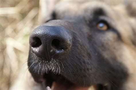 What Does A Wet Dog Nose Mean German Shepherd Country