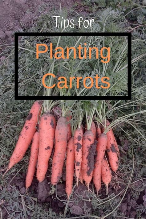 Tips For Planting Carrots ~ Little Lost Creations~ Growing Vegetables