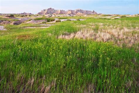 An Open Field With Tall Grass And Rocks In The Background