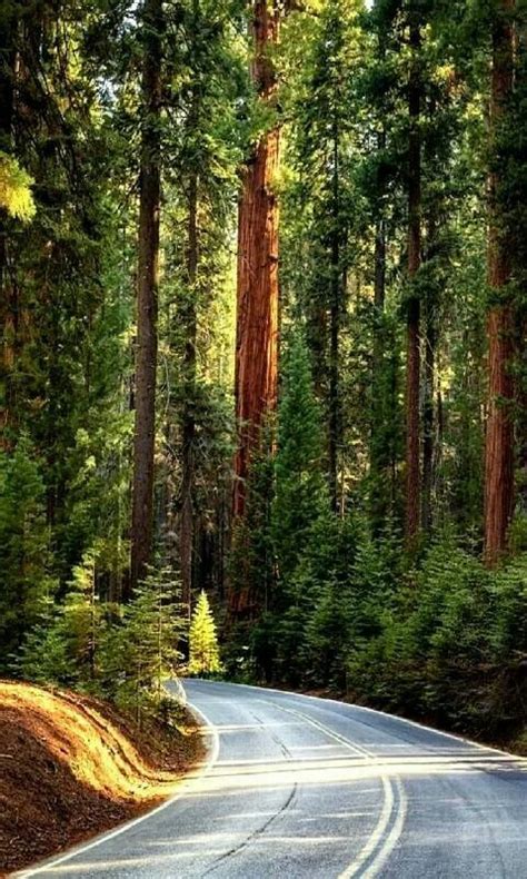 Pin By Asha Khanna On Trees Country Roads Northern California Trip