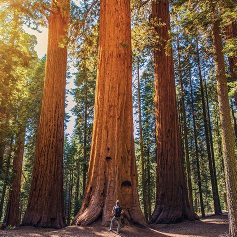 6 Famous North American Trees You Need To See National Parks Sequoia