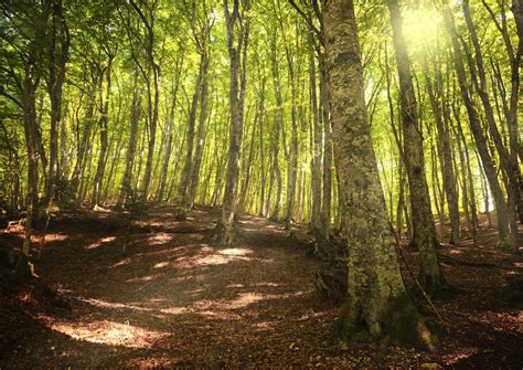 Protect This Place Italys World Heritage Beech Forests Ecowatch