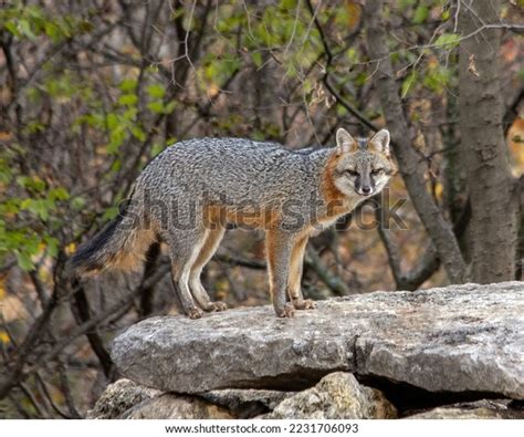 Male Gray Fox Poses Nicely Camera Stock Photo 2231706093 Shutterstock