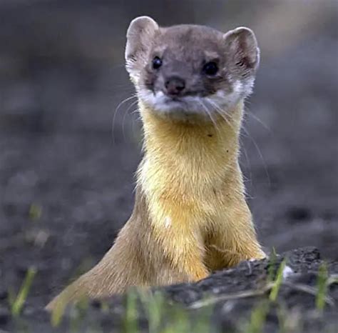 Long Tailed Weasel Its Nature