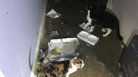 Lowestoft Couple Banned From Keeping Animals After Cats Abandoned In