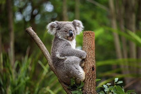 Koala On Eucalyptus Tree In Australia Photograph By Miroslav Liska