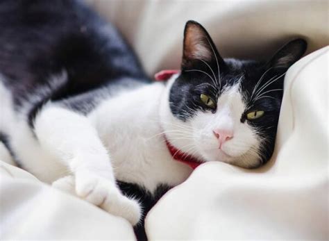 14 Fascinating Facts About Tuxedo Cats With Pictures Catster