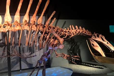 Spinosaurus El Gigante Perdido Del Cretáceo National Geographic