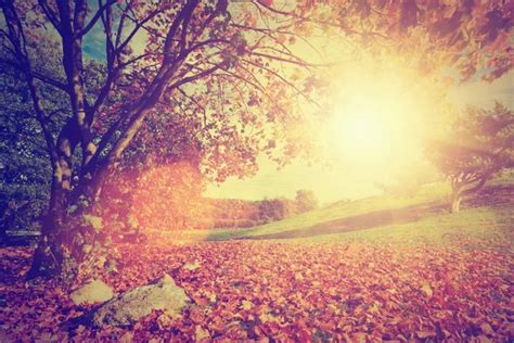 Autumn Fall Landscape With A Tree Stock Image Everypixel