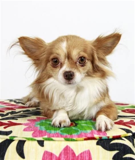 Louis park is a large suburb of minneapolis. Lollipop is an adoptable Dog - Chihuahua searching for a ...