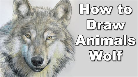 How To Draw A Wolf Realistc Animals Drawing Lesson Step