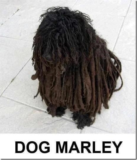 Dreads Unique Dog Breeds Marley Dog Funny Animals