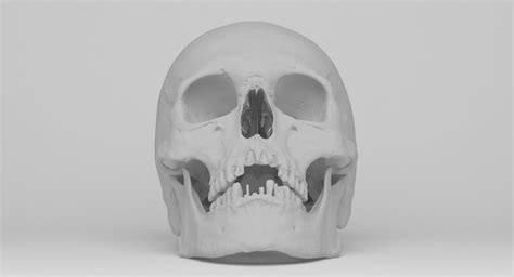 Artstation Skull 3d Scan Iñigo Bilbao Real Human Skull Skull