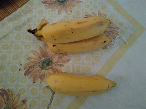 Yo Look At That Weird Big Bananas My Roommate Got Weird Big Banana For