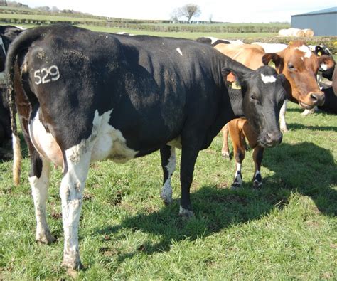 Dairy Cull Up 7 In Northern Ireland Lmc Agrilandie