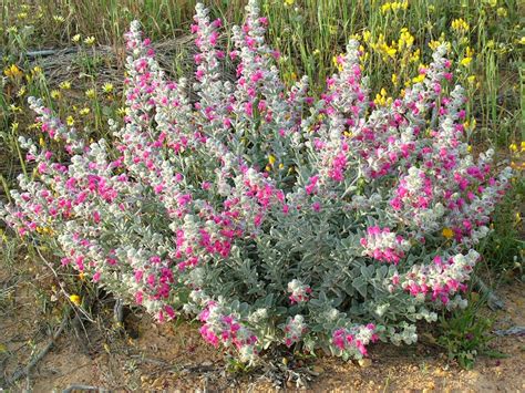 Australian natives are among the most stunningly beautiful and unique plants grown anywhere in the world, from the gorgeous kangaroo paw of western australia to the glorious flowering wattles of the eastern states. Pityrodia terminalis - Native Foxglove | Gardening With Angus