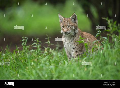 Young Eurasian Lynx Eurasischer Luchs Lynx Lynx Sits In High