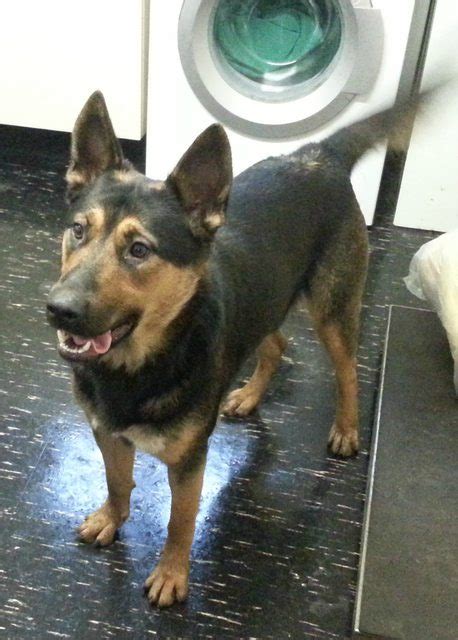 Lexi 1 Year Old Female German Shepherd Cross Available For Adoption