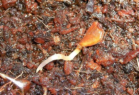 Seed Of The Week Coast Redwood Growing With Science Blog