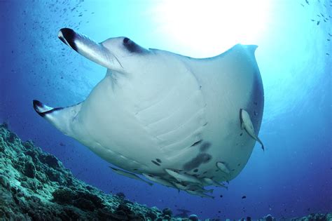 Maldivian Manta Ray Project Maldives — Manta Trust