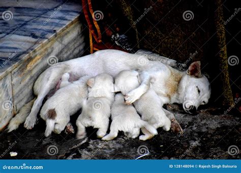 Feeding A Mother Dog With Puppies Stock Photo Image Of Hungry