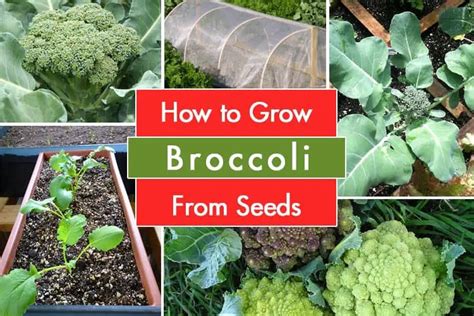 A Complete Guide To Growing Broccoli From Seeds Gardenoid