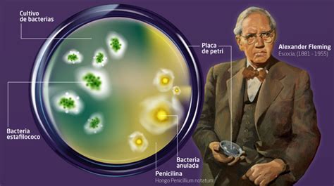El moho de Fleming arroja luz sobre la mejora de los antibióticos