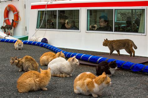 Japans Cat Island A Visit To Aoshima Where Cats Outnumber People By Six To One Ibtimes Uk