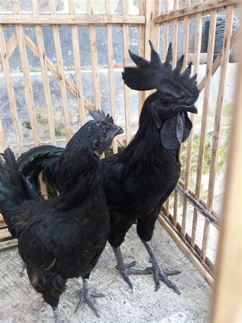 What Do Ayam Cemani Taste Like The Prized Black Chicken Of Indonesia