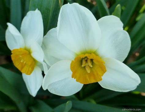 Narcis Narcissus Geranium Květy Květenství Zahrada