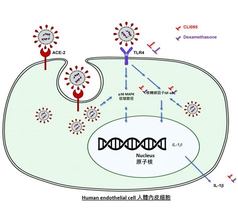 Cuhk Hku Collaborative Research Finds A New Inflammatory Activation