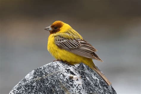 Details Red Headed Bunting Birdguides