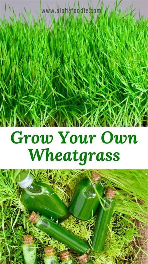How to grow cat grass without dirt — health starts in the kitchen. How To Grow Wheatgrass At Home ( with & without soil ...