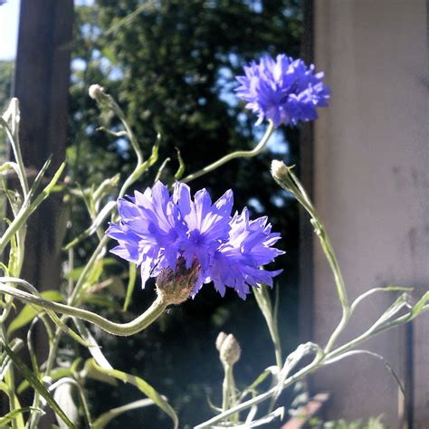 Kornblume Bleuet Cornflower Foto And Bild Pflanzen Pilze