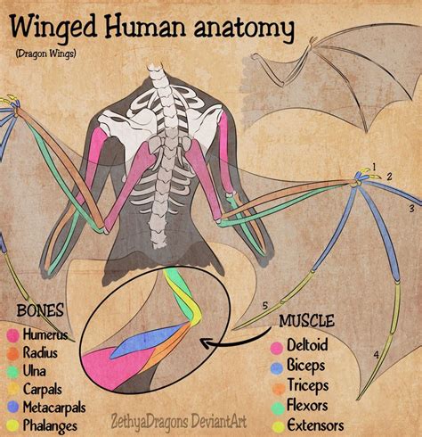 Winged Human Anatomy By Zethya Wing Anatomy Art Reference Poses