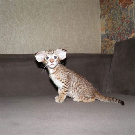 Oriental Shorthair Chocolate Spotted Tabby Oriental Shorthair Cats