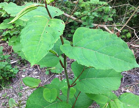 Lutter contre cette espèce invasive et nourrir le bétail. Tout savoir sur la Renouée du Japon - Fontenay (76) Coté ...