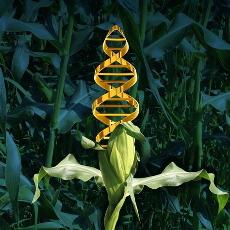 Will More Genetically Engineered Foods Be Approved Under The Fdas New