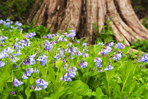 Virginia Bluebells Photograph By Christina Rollo