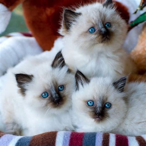 25 Amazing Pictures About Ragdoll Cats And The Facts You