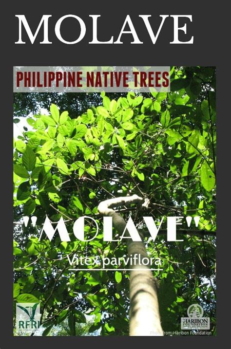🎉 Molave Tree Characteristics The Molave By Rafael Zulueta Da