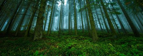 2756x1080 Pictures Of Forest Scotland Wallpaper Nature Photos Landscape