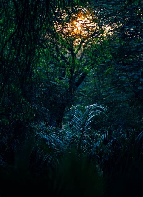 Real Dark Jungle Background