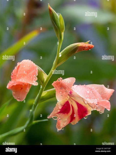 Orange Gladioli Flowers Delicate Apricot Colour With Red Markings Wet