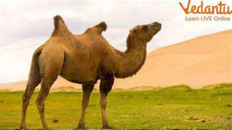 What Is The Scientific Reason Behind The Formation Of The Camel Hump