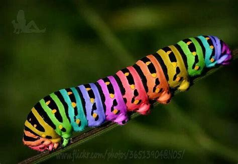Rainbow Caterpillar Beautiful Bugs Butterfly Caterpillar Colorful