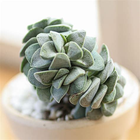 C Morgans Beauty X Silver Springtime Succulents For Sale Types Of