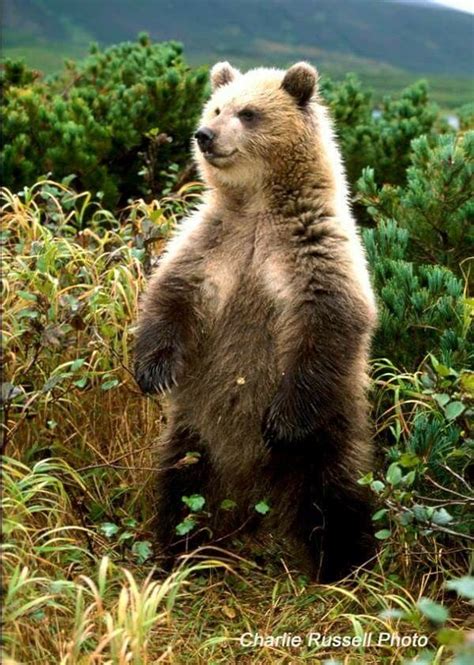 Pin De Eugene Eddy Em Animals Of All Kinds Ursos Animais
