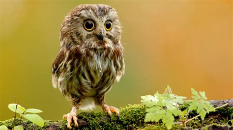 39 Cute Baby Owl Wallpaper On Wallpapersafari