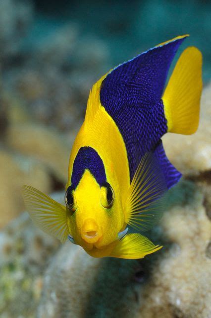 Blue And Yellow Ocean Fish Disney Parksworld